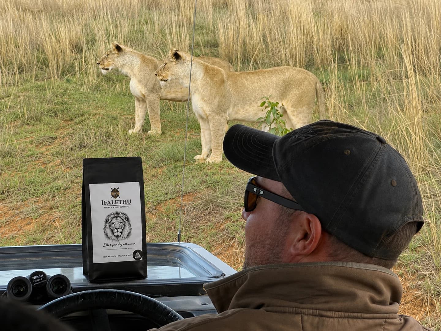 Lionesses viewed from a safari vehicle with Ifalethu Lion Medium Roast on the dashboard.